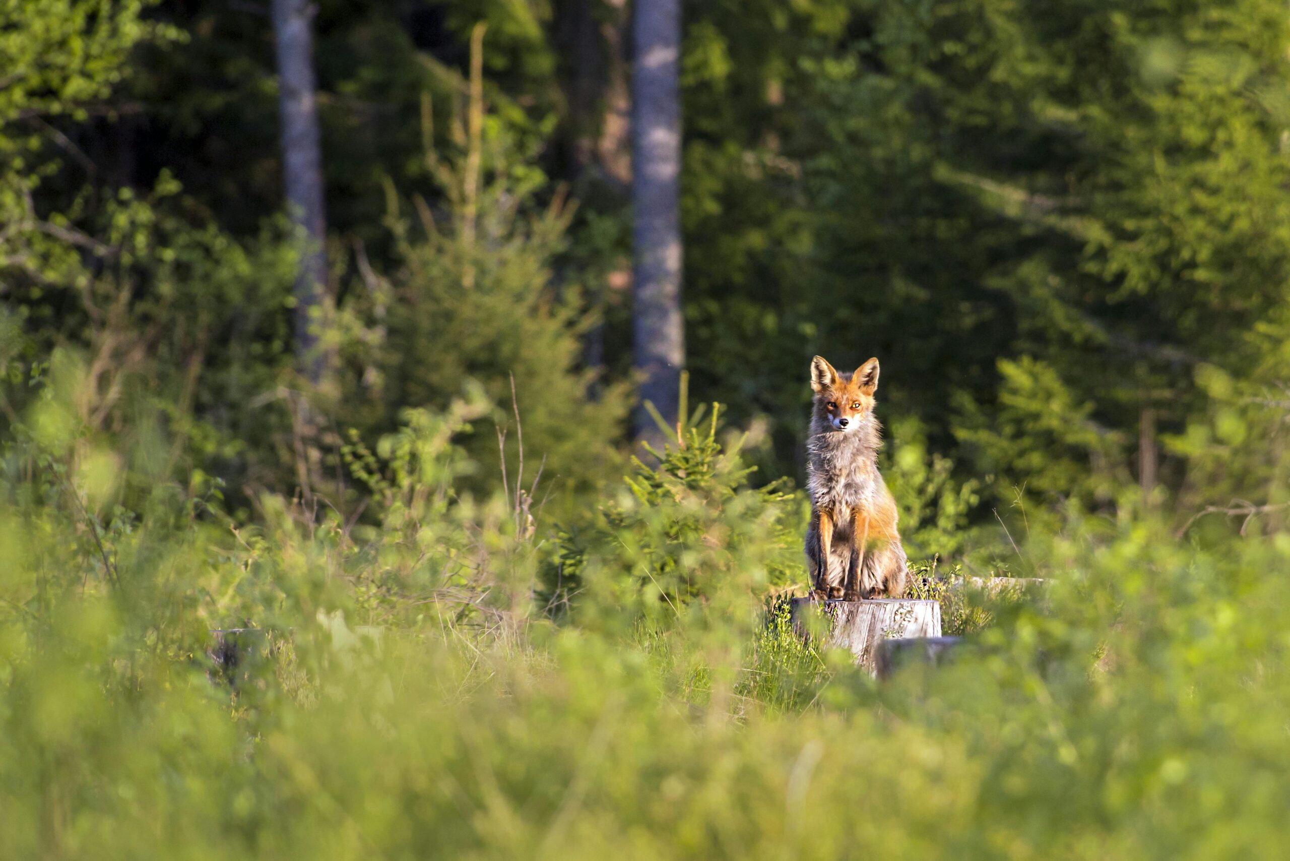 Jakttider I Sverige S Fungerar Det TrailTales Jakttider I Sverige S Fungerar Det TrailTales