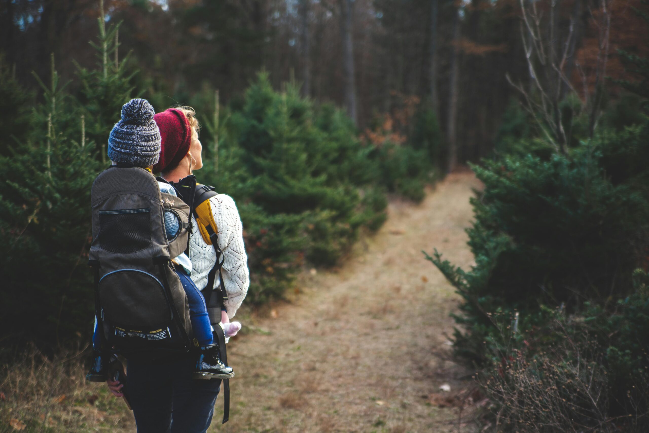 Vandring i Grövelsjön – en guide till fjällupplevelser i världsklass