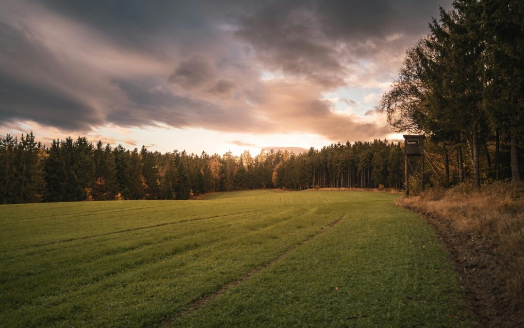 Jaktarrende – komplett guide för dig som vill arrendera jaktmark