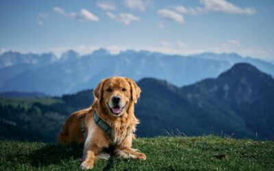 Bra tuggben för hund – guide för alla hundar